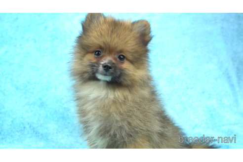 成約済の東京都のポメラニアン-154175